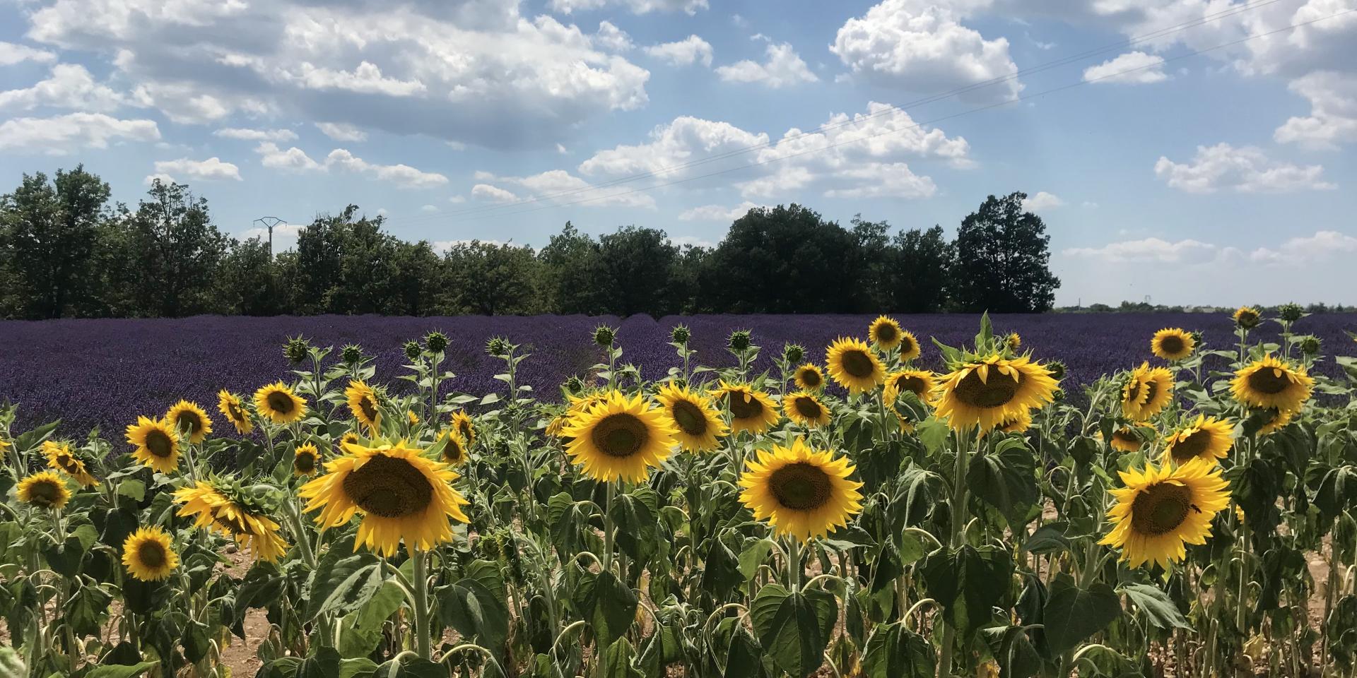 Champ de Tournesol et lavande en Provence