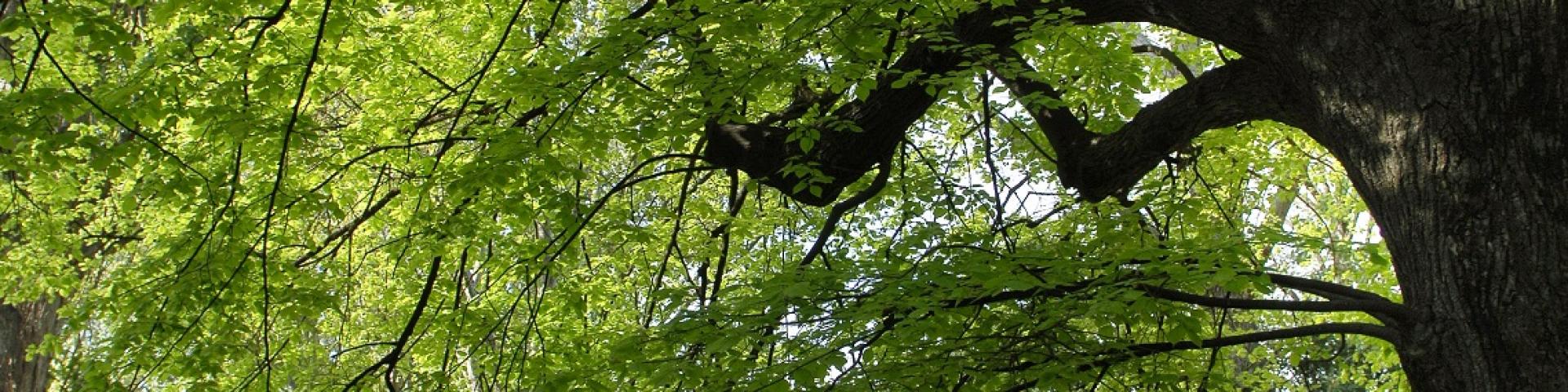 Parc Borely